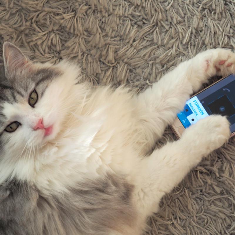 Katze die mit einem Handy in den Pfoten am Boden liegt